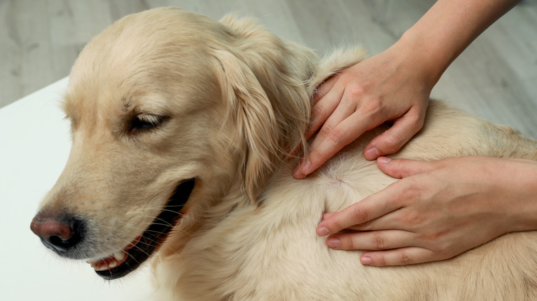 Woman checking dog's fur