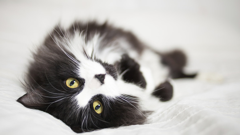 Beautiful black white cat lying on bed