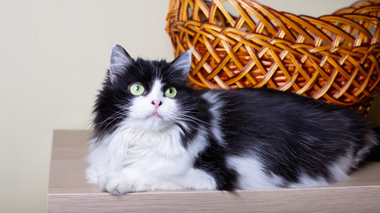 A black and white Persian cat lying on a shelf next to a basket