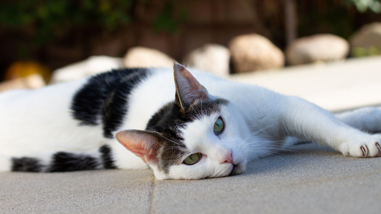 A black and white domestic shorthair cat lying on the sidewalk