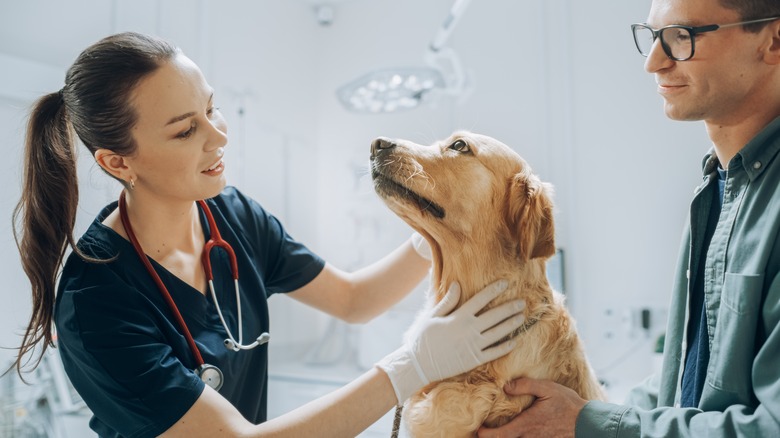 Dog at vet