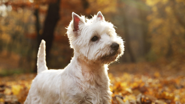 West Highland White Terrier