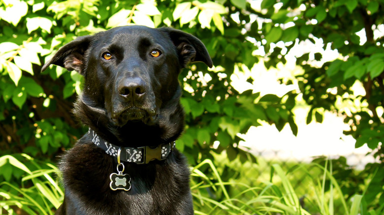 Black mixed-breed German Shepherd posing with silly face