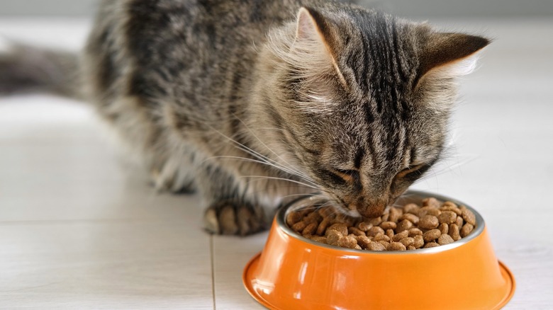 A tabby cat eats from a large food dish