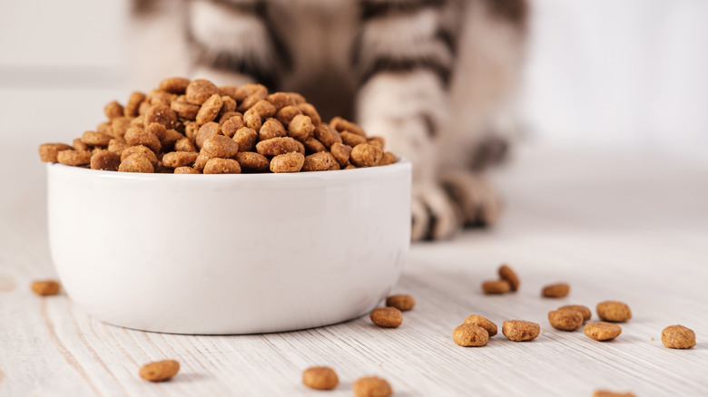 A cat has made a mess of their food dish