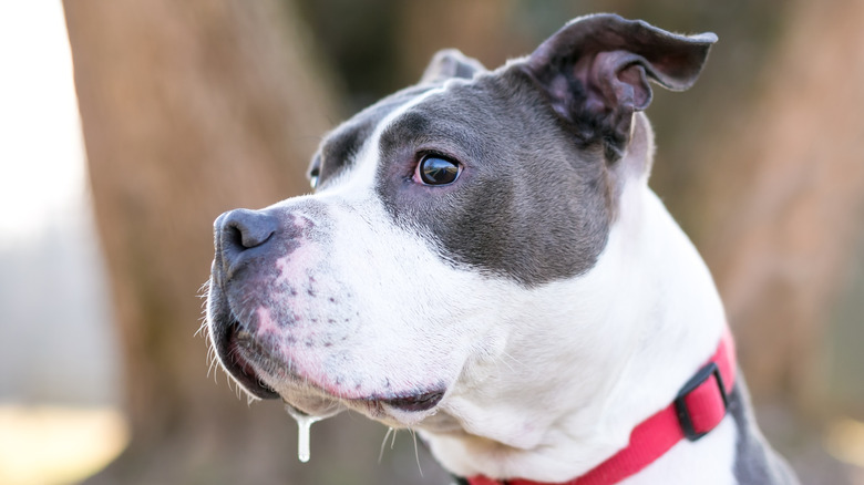 A gray and white pit bull with a drop of drool hanging from their jowl stares off to the side.