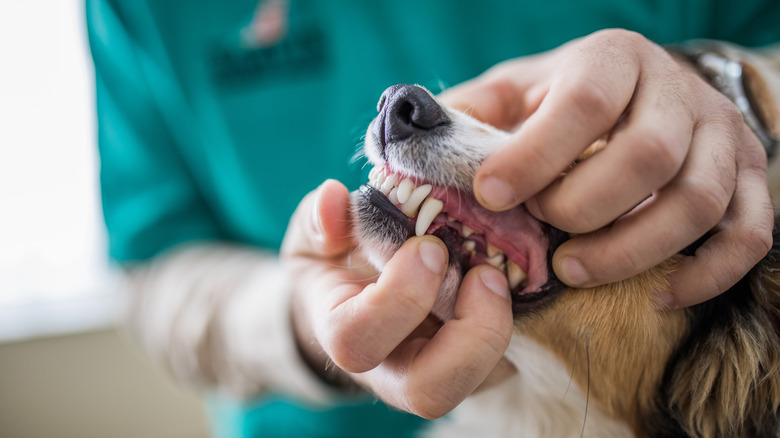 A vet in green scrubs examines a dog's mouth.