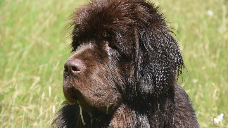 A brown Newfoundland sits in a field and drools.