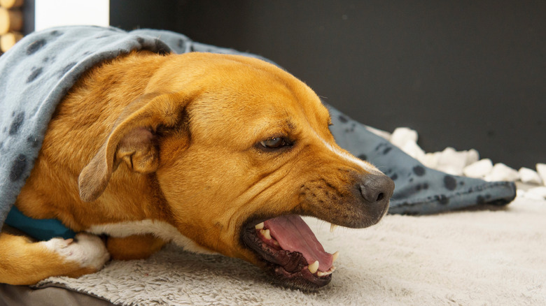 A red dog lies under a blanket and gags.