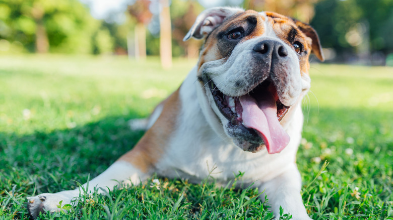 An English bulldog lies in the grass and pants.