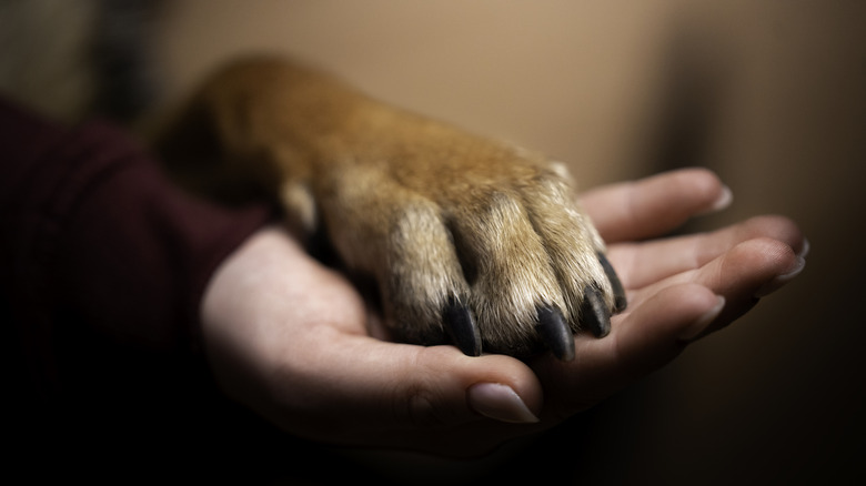 A brown dog's paw in a woman's hand