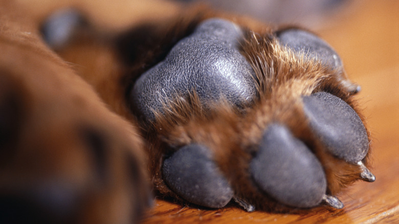 The bottom of a dog's paw showing the paw pads