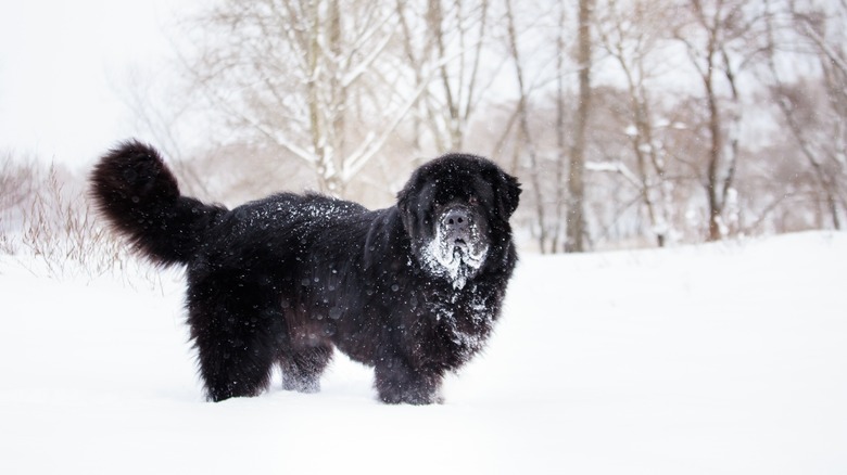 a newfoundland standing in the snow