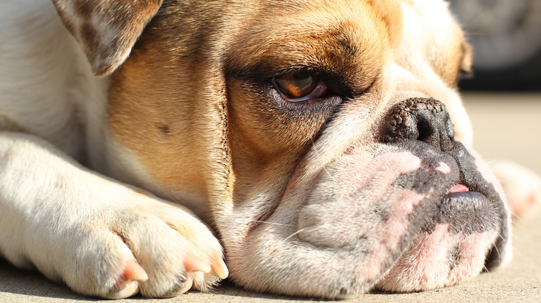 A bulldog with a dry nose resting in the sun