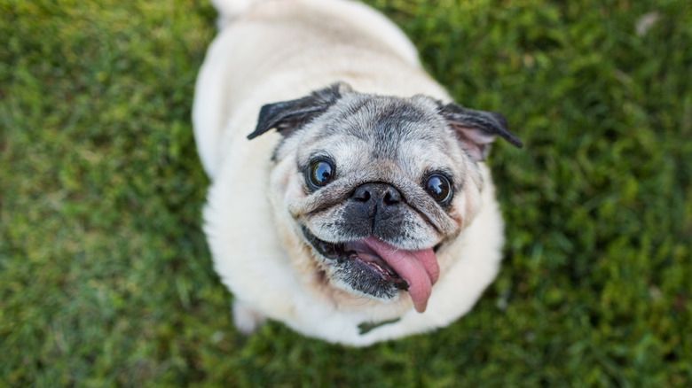 a senior pug with tongue out