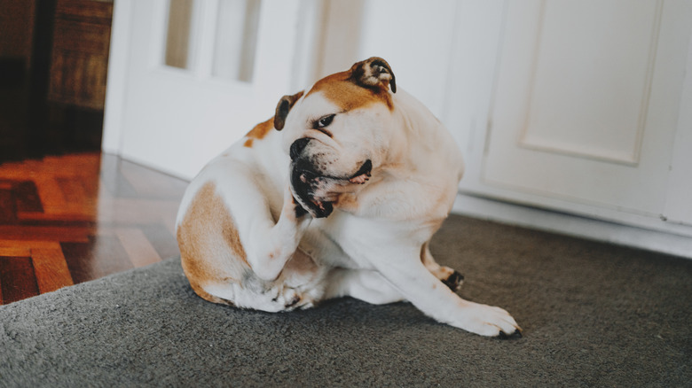 bulldog scratching while sitting on carpet