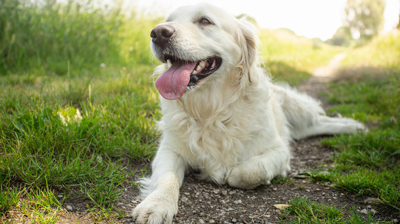 dog panting and appearing to be hot