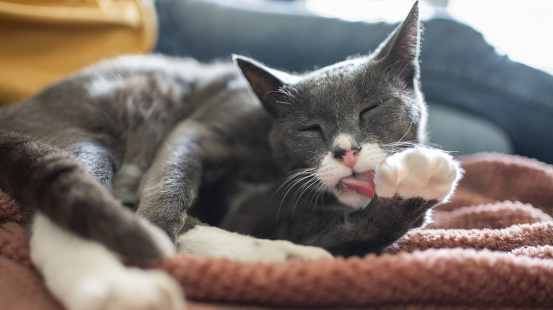 gray and white cat licking its paw