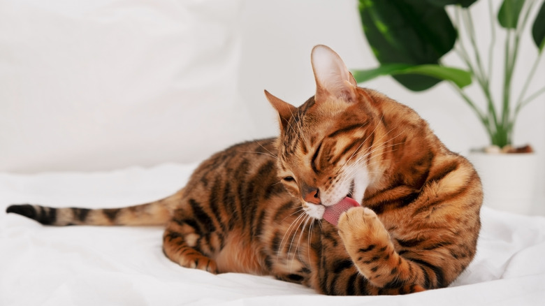 brown striped cat licking paw