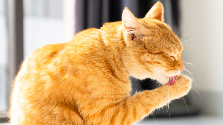 orange cat licking paw