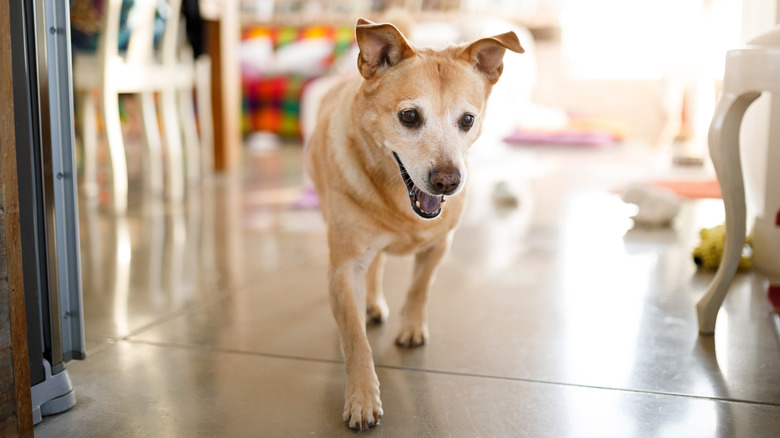 older dog walking in house