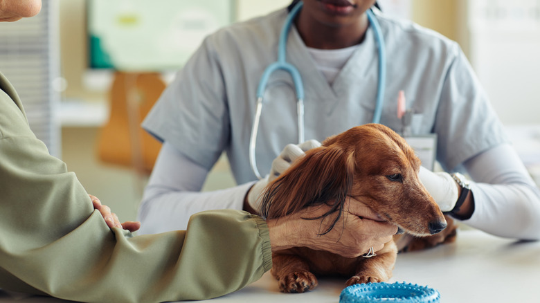 older dog being examined by veterinarian