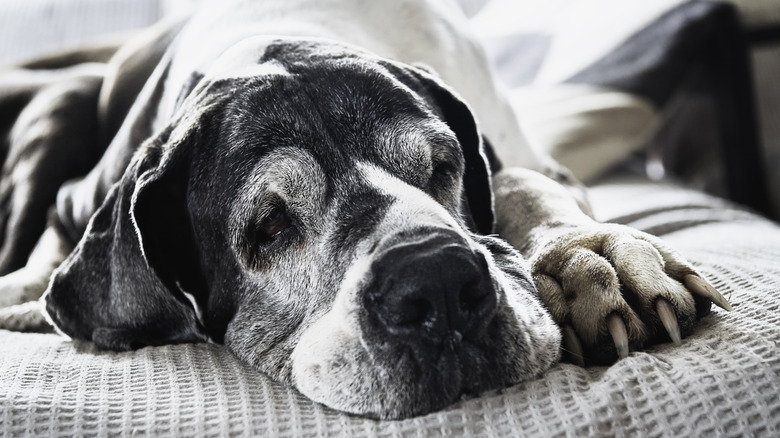 older great dane lying down