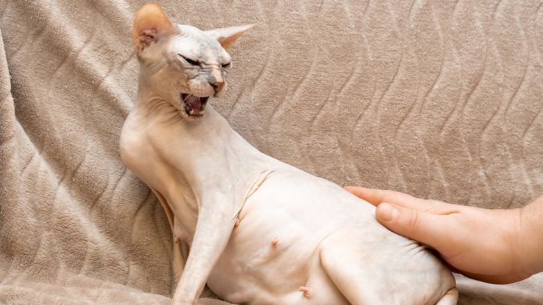 A pregnant Sphinx cat is irritated at being touched by a human