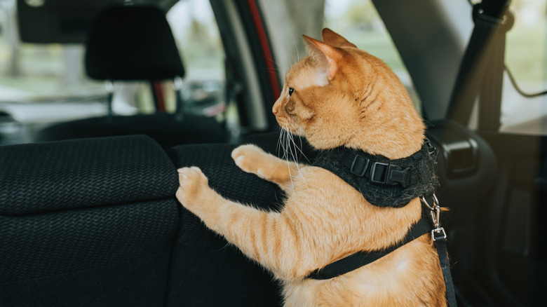 A harnessed orange cat inside is standing on two feet in a car