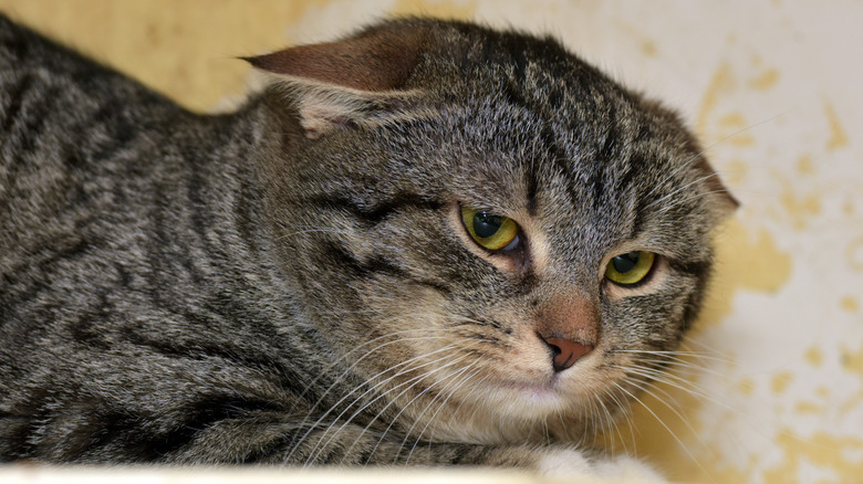 A tabby cat with flattened ears looks uncomfortable at the camera