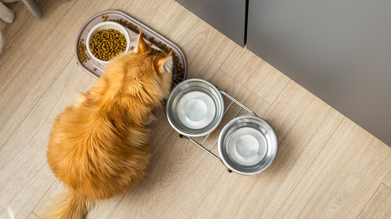 A big orange cat eats from a dish with a placemat under it