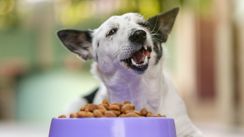 A mixed-breed dog eating kibble from bowl