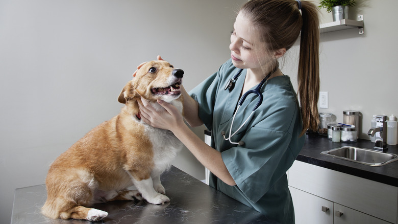 A veterinarian examining a corgi at a veterinary clinic