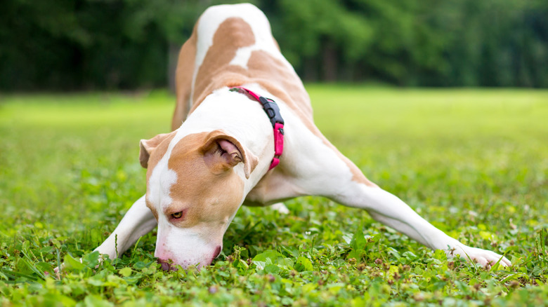 Pit bull terrier mix smelling the grass