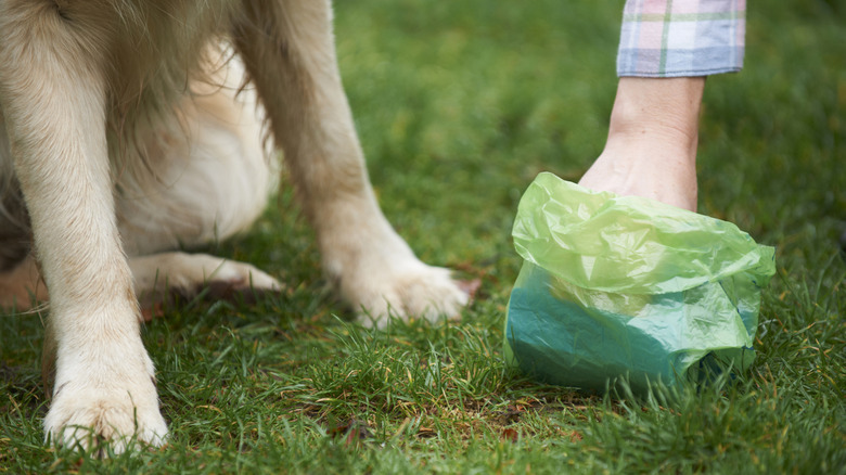 Closeup of person picking up dog poop with bag