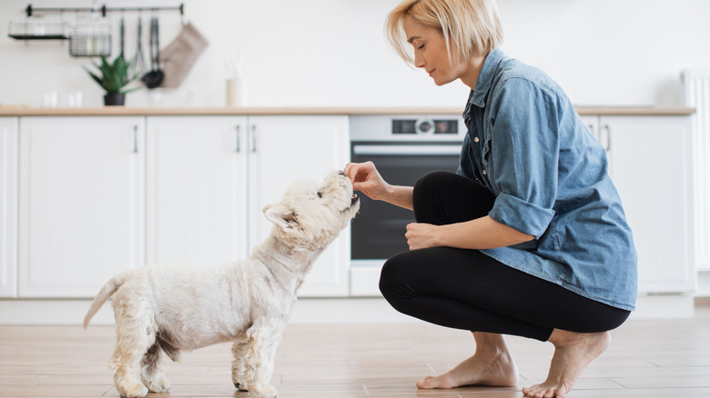 A woman feeding her West Highland white terrier a treat in kitchen