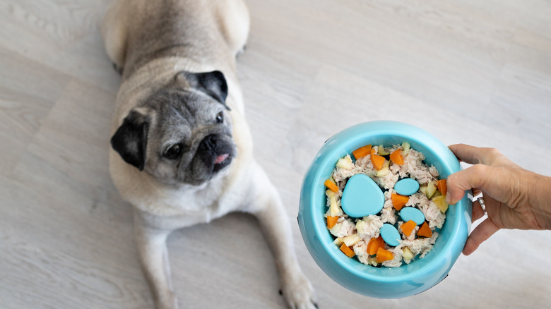 A Pug waits for a meal from a slow feeder