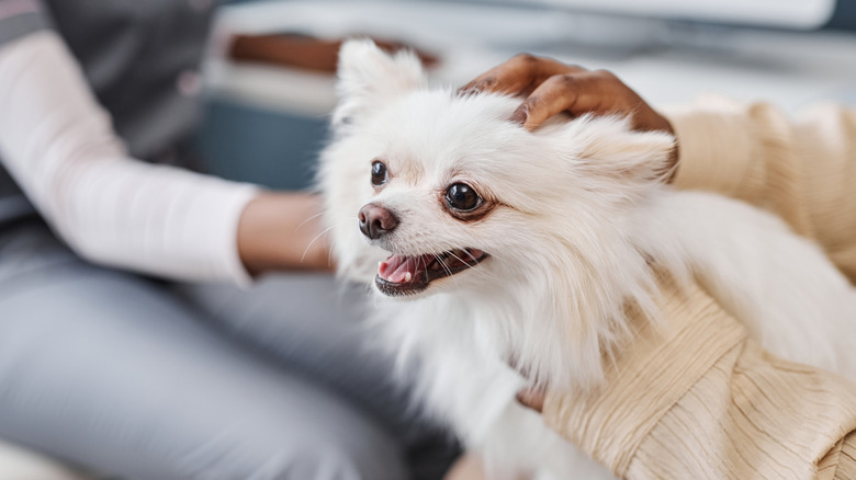 A Pomeranian being comforted by owners