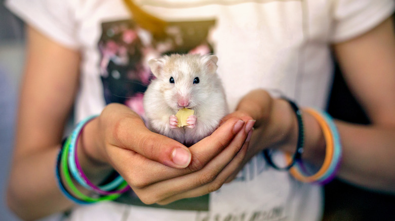 A girl holds a hamster nibbling on food in her hands