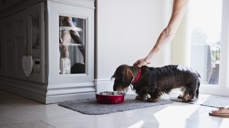 owner trying to get dog to drink water