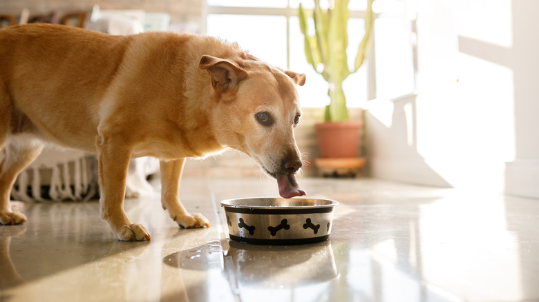 dog drinking from water dish