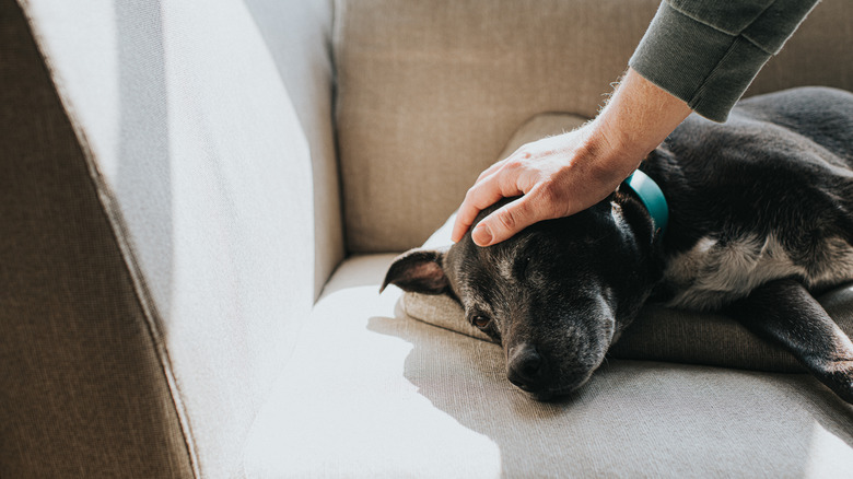 senior dog lying down and being pet