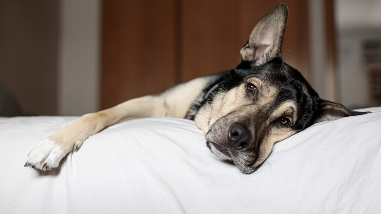 sick dog on bed