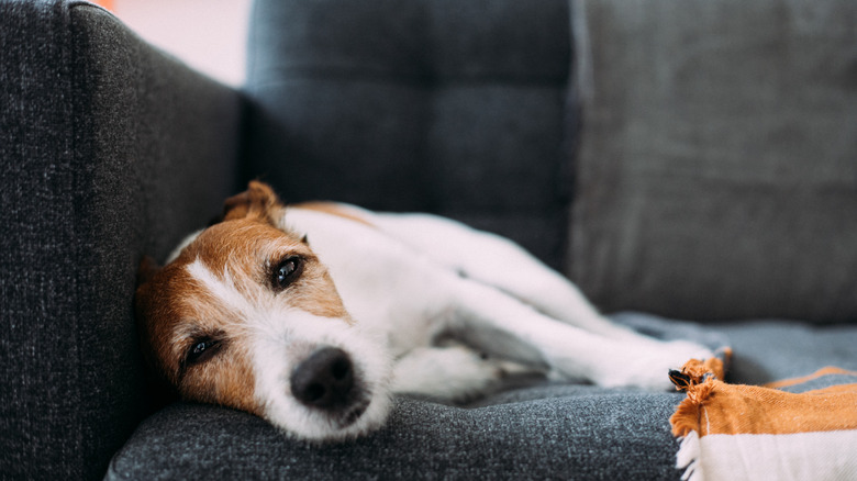 unwell jack russell lying on couch