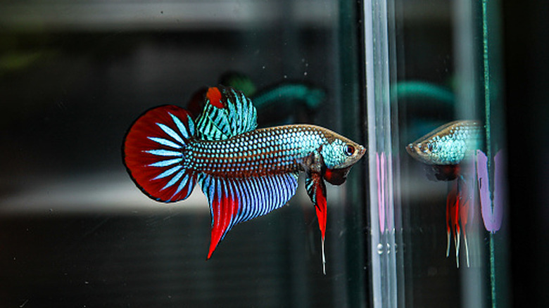 Male betta fish in a tank