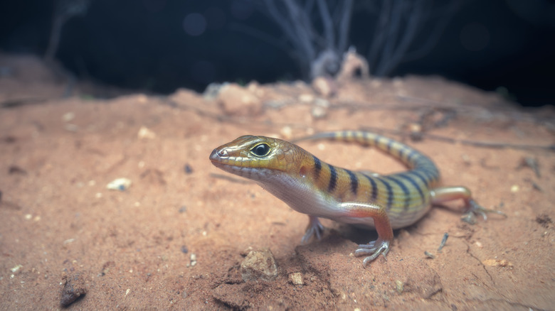 Lizard outside at night