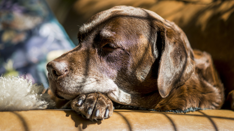 an old chocolate lab resting his head on a couch