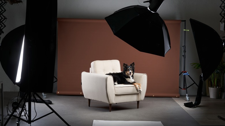 A collie sits on a chair surrounded by lights for a photo shoot