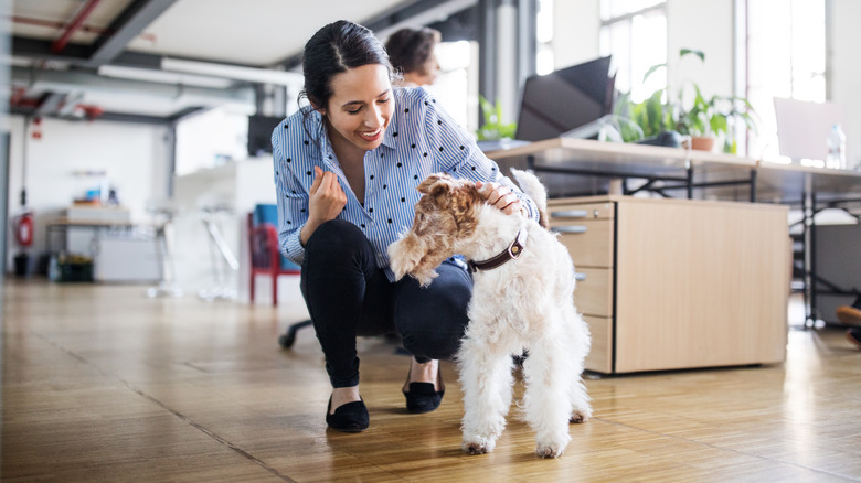 a dog getting pet by a woman in an open concept office