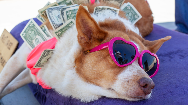 a dog wrapped in dollar bills wearing sunglasses and laying down